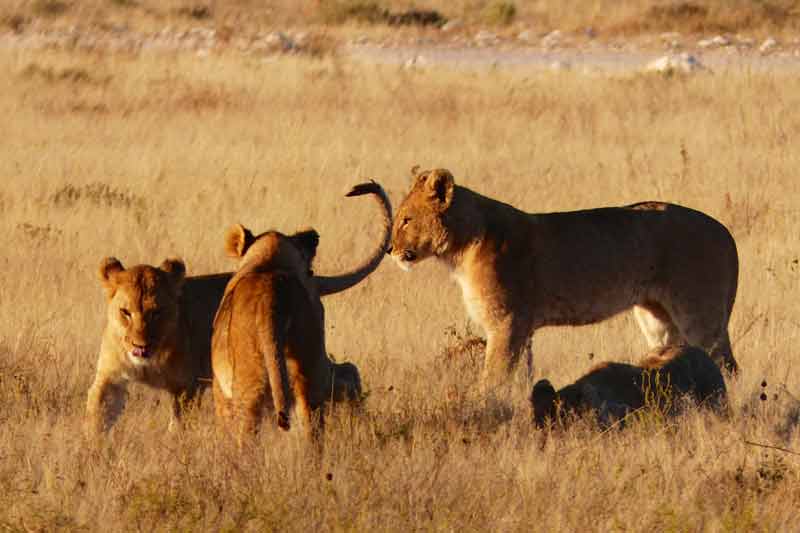 Namibia